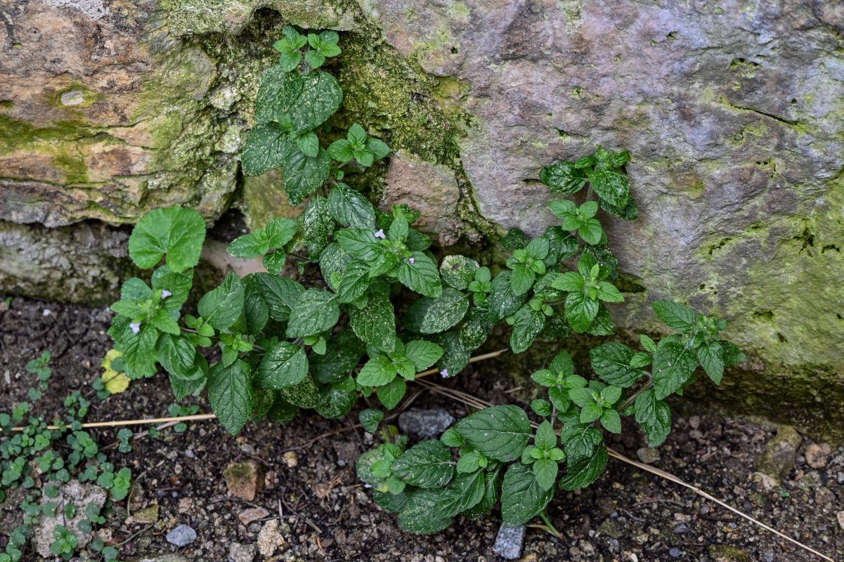 Image of Clinopodium vulgare specimen.