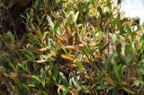 Dendrobium monophyllum