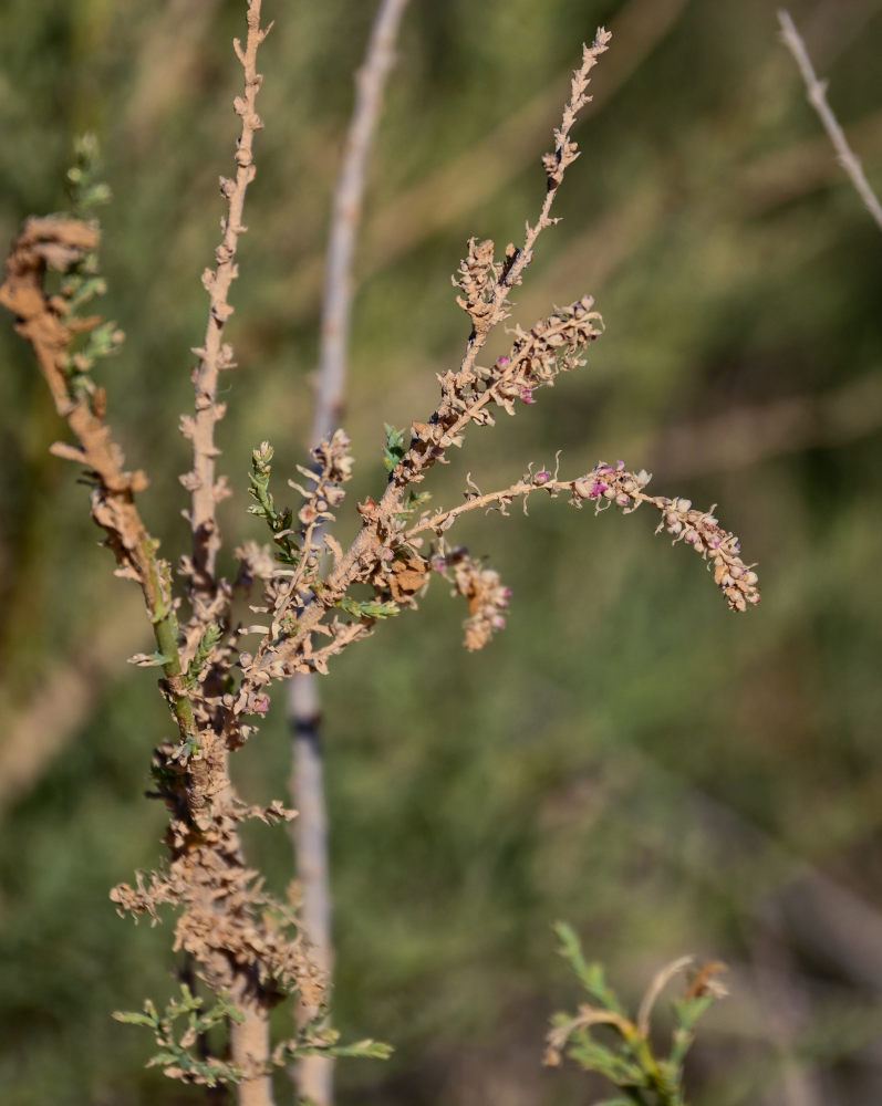 Image of genus Tamarix specimen.