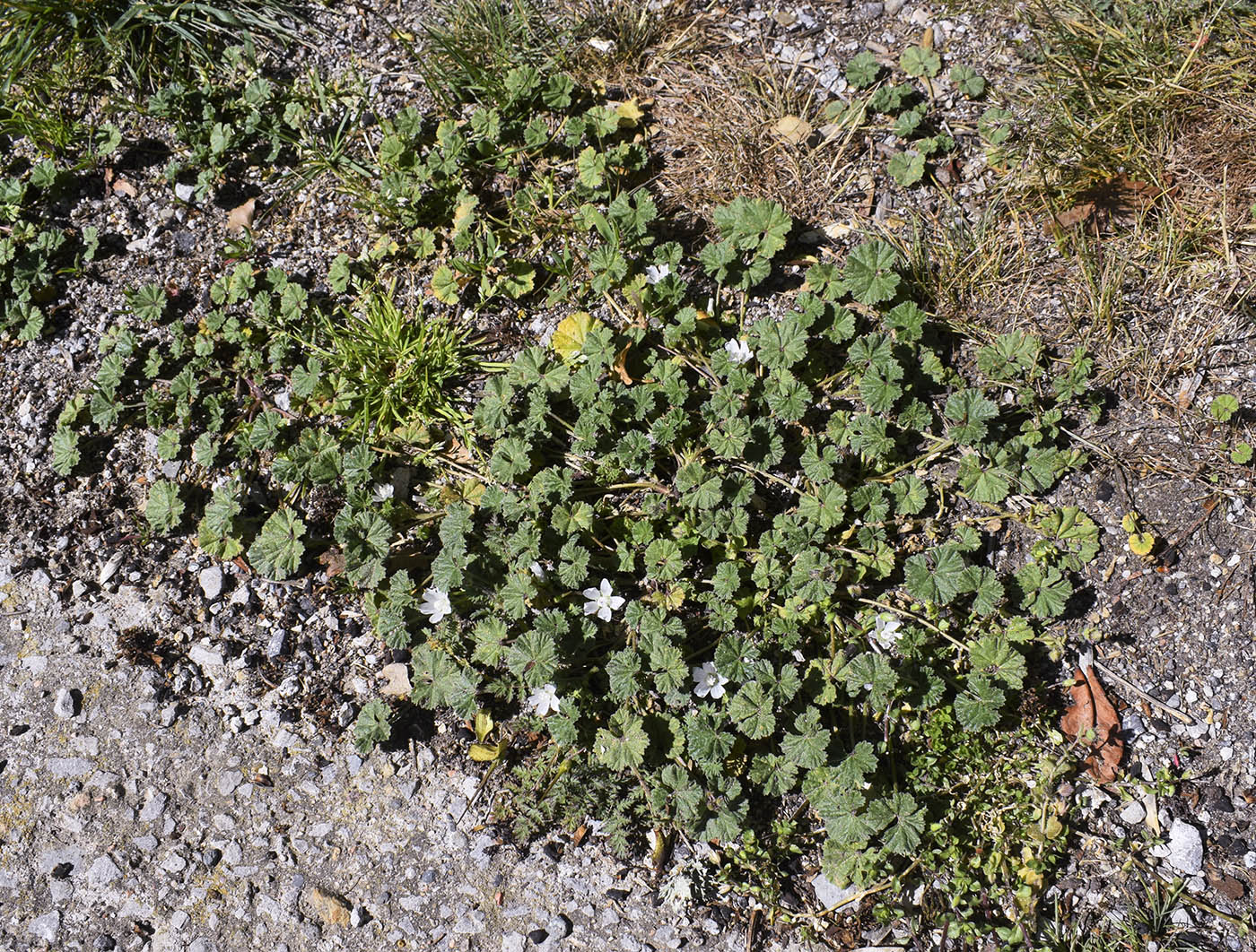 Изображение особи Malva neglecta.