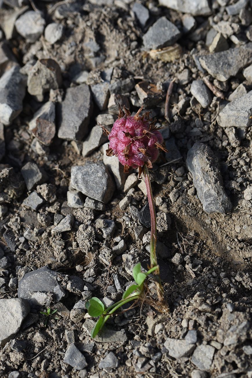 Image of Trifolium raddeanum specimen.