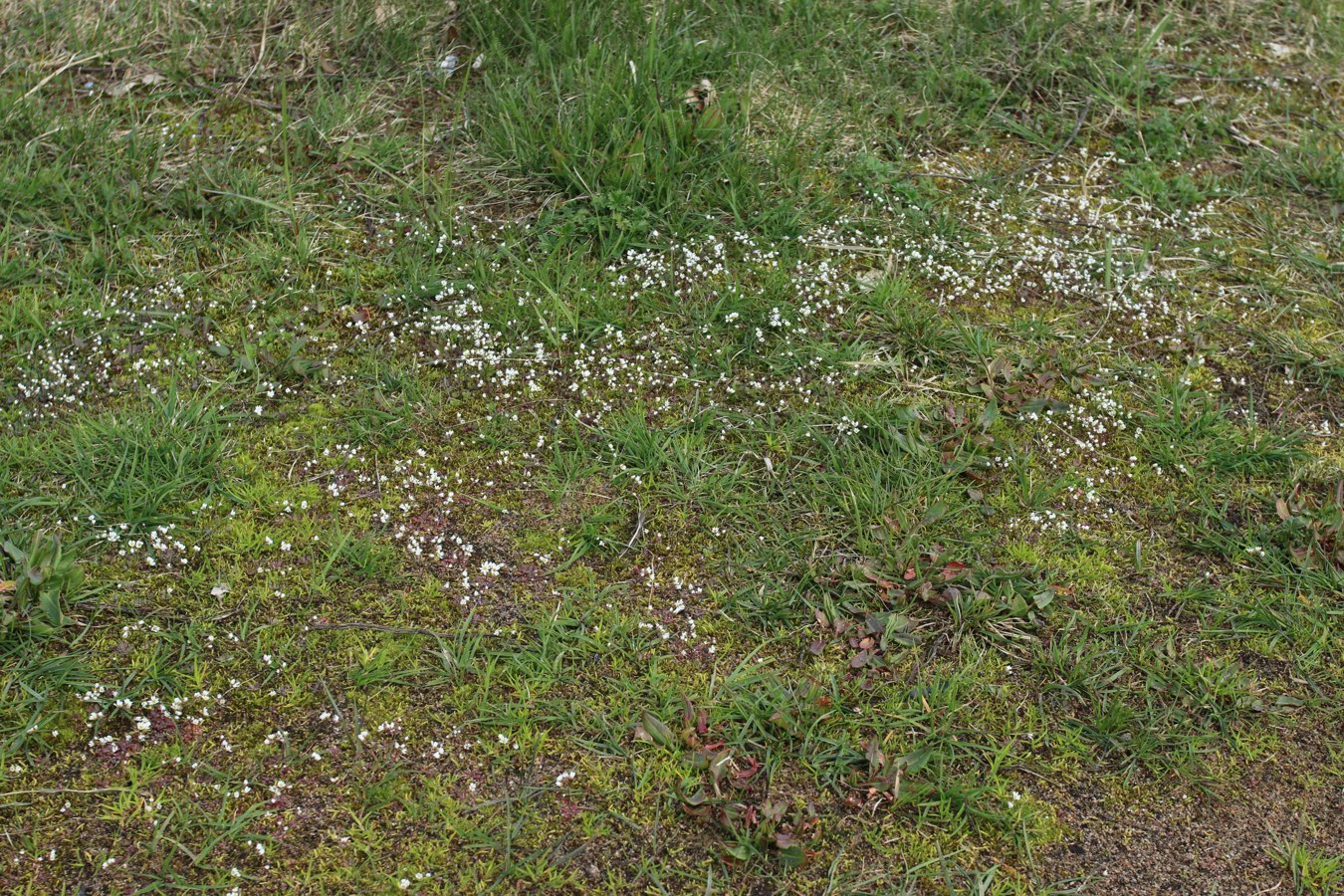 Image of Erophila verna specimen.