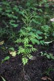 Cardamine impatiens. Плодоносящее растение. Санкт-Петербург, Пушкинский р-н, Павловск, Павловский парк. 03.07.2023.