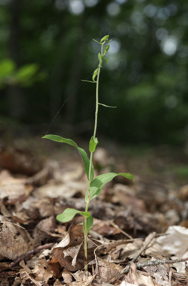 Image of Epipactis pontica specimen.