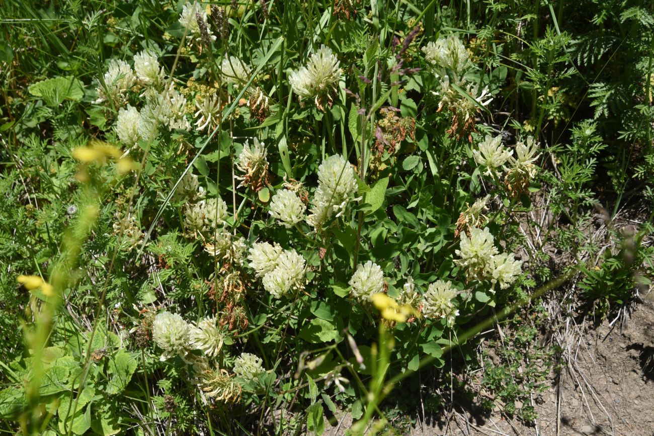 Изображение особи Trifolium canescens.