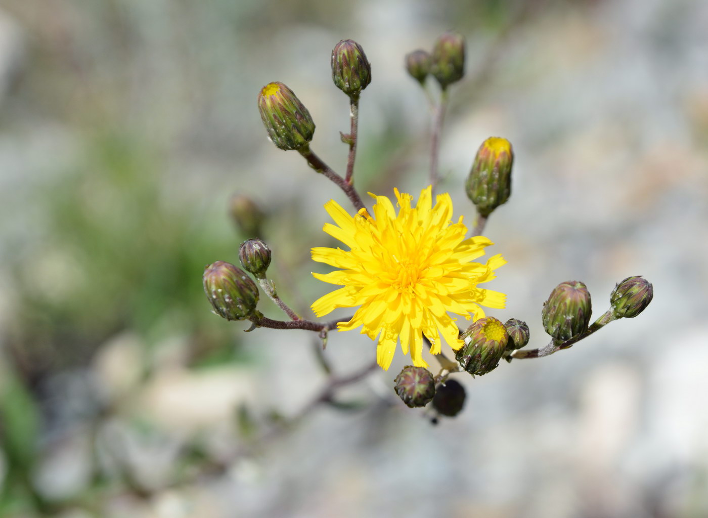 Изображение особи род Hieracium.