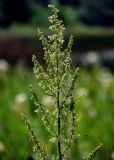 Rumex aquaticus. Соцветие и верхние листья. Вологодская обл., Кирилловский р-н, побережье оз. Ильинское, у воды. 12.07.2024.