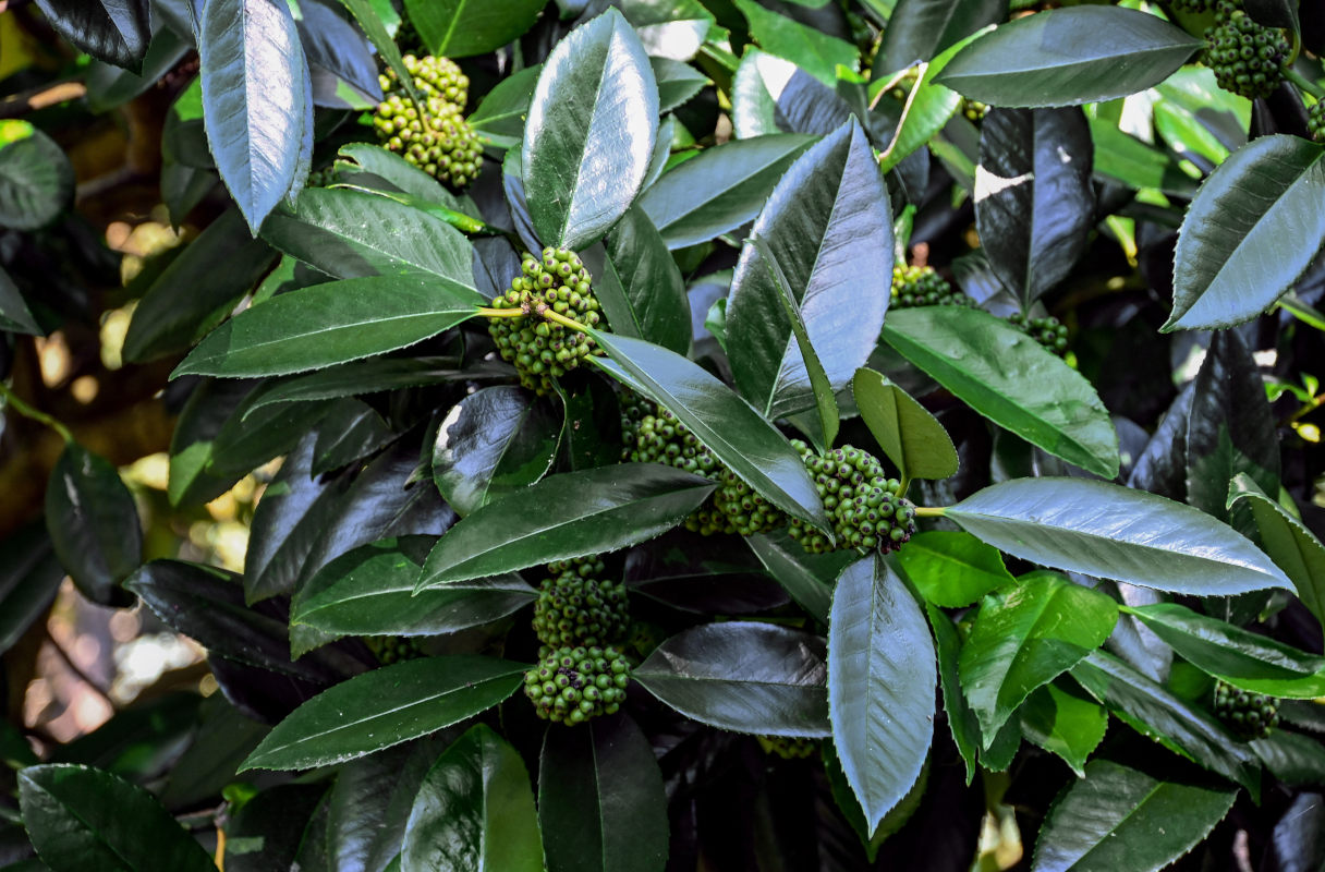 Image of Ilex latifolia specimen.