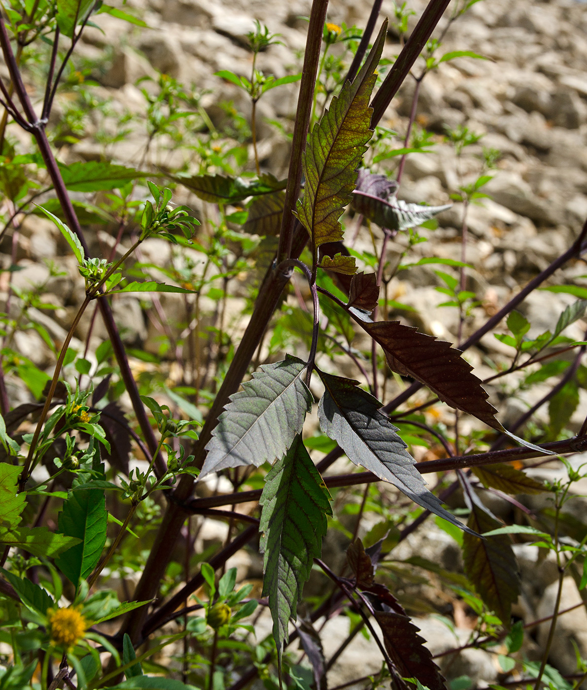 Image of Bidens frondosa specimen.