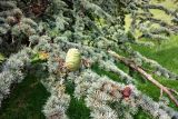 Cedrus atlantica. Часть ветви плодоносящего растения с прошлогодней шишкой. ФРГ, земля Баден-Вюртемберг, г. Баден-Баден. Июль.