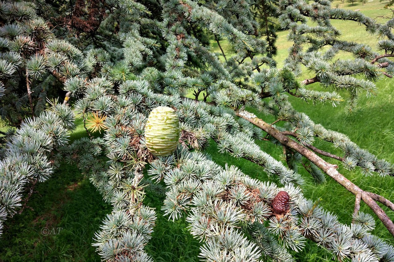 Изображение особи Cedrus atlantica.