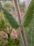 Salvia nemorosa. Часть побега. Крым, Южный Берег, окр. пос. Сотера, обочина трассы Р29. 26.05.2024.