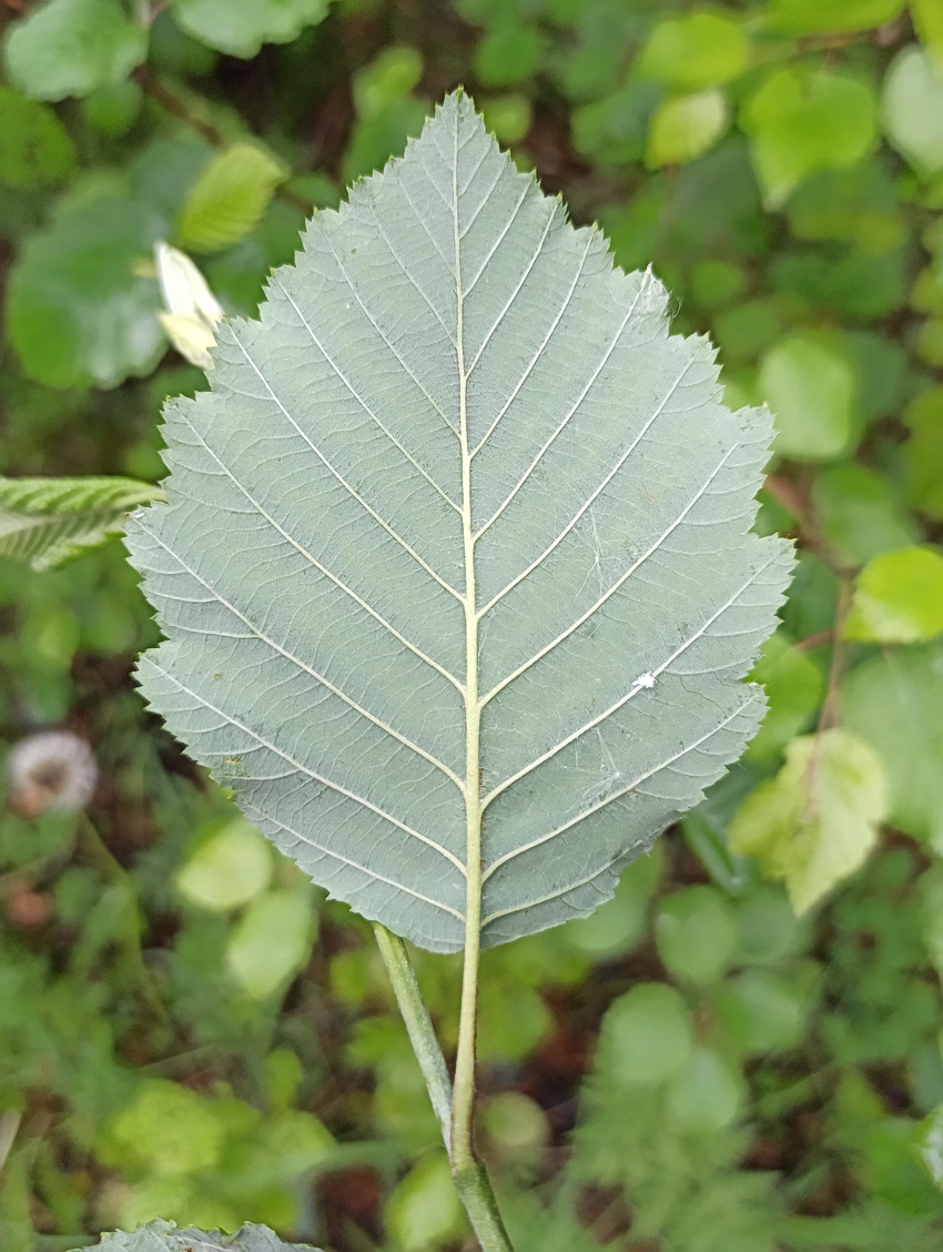 Image of Alnus incana specimen.