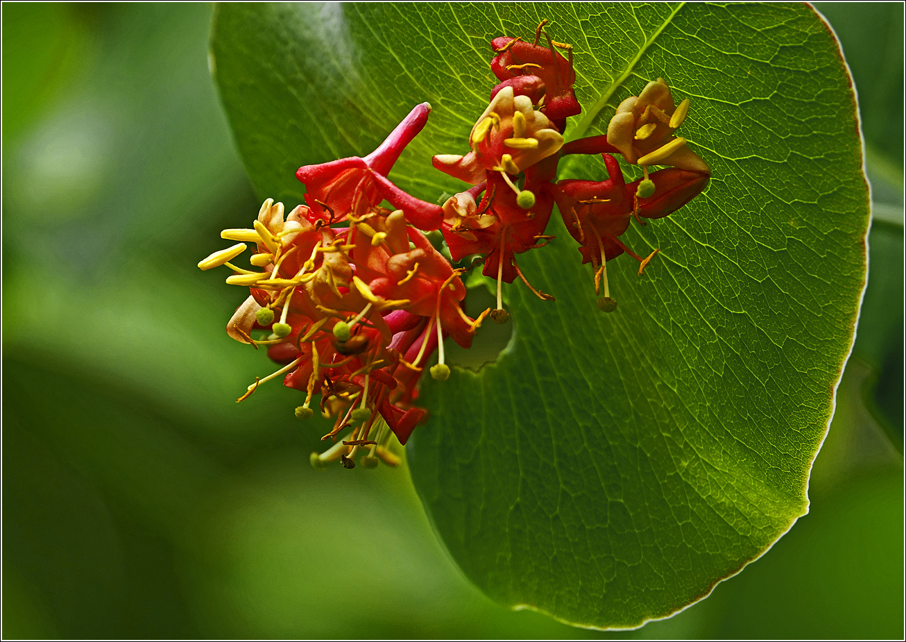 Изображение особи Lonicera dioica.