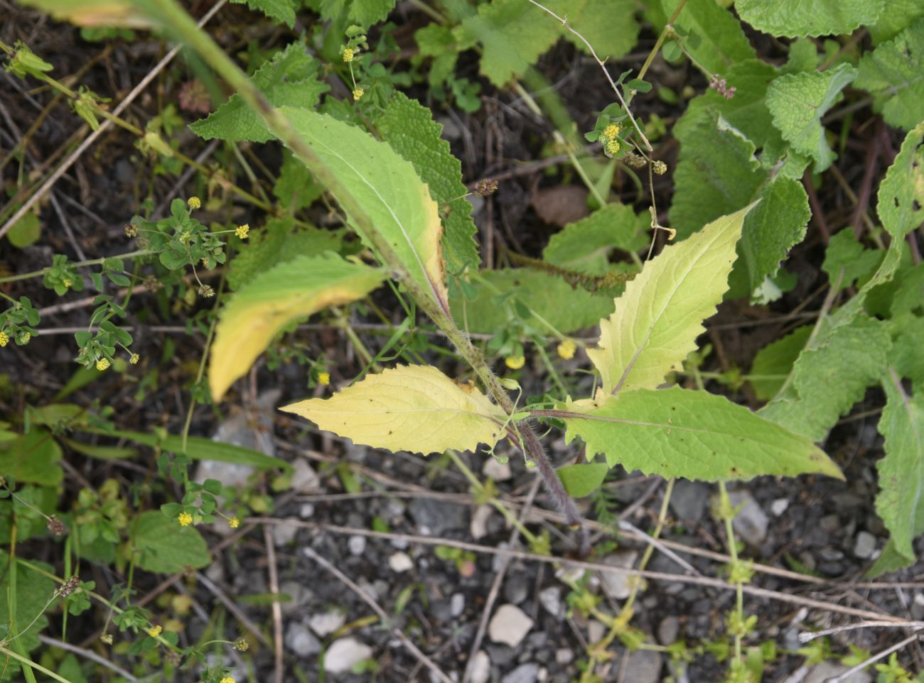 Image of Hesperis voronovii specimen.