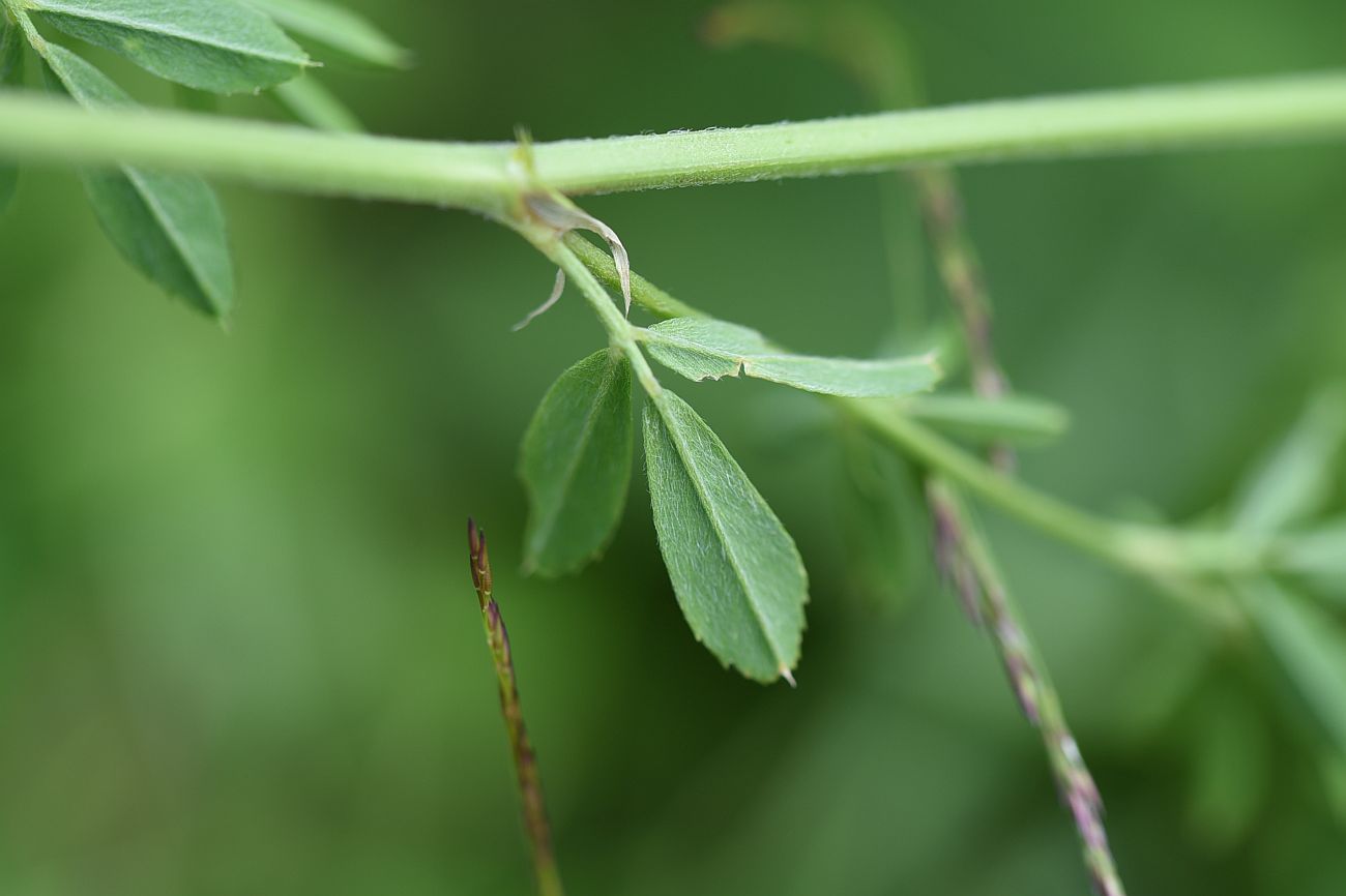 Изображение особи Medicago vardanis.