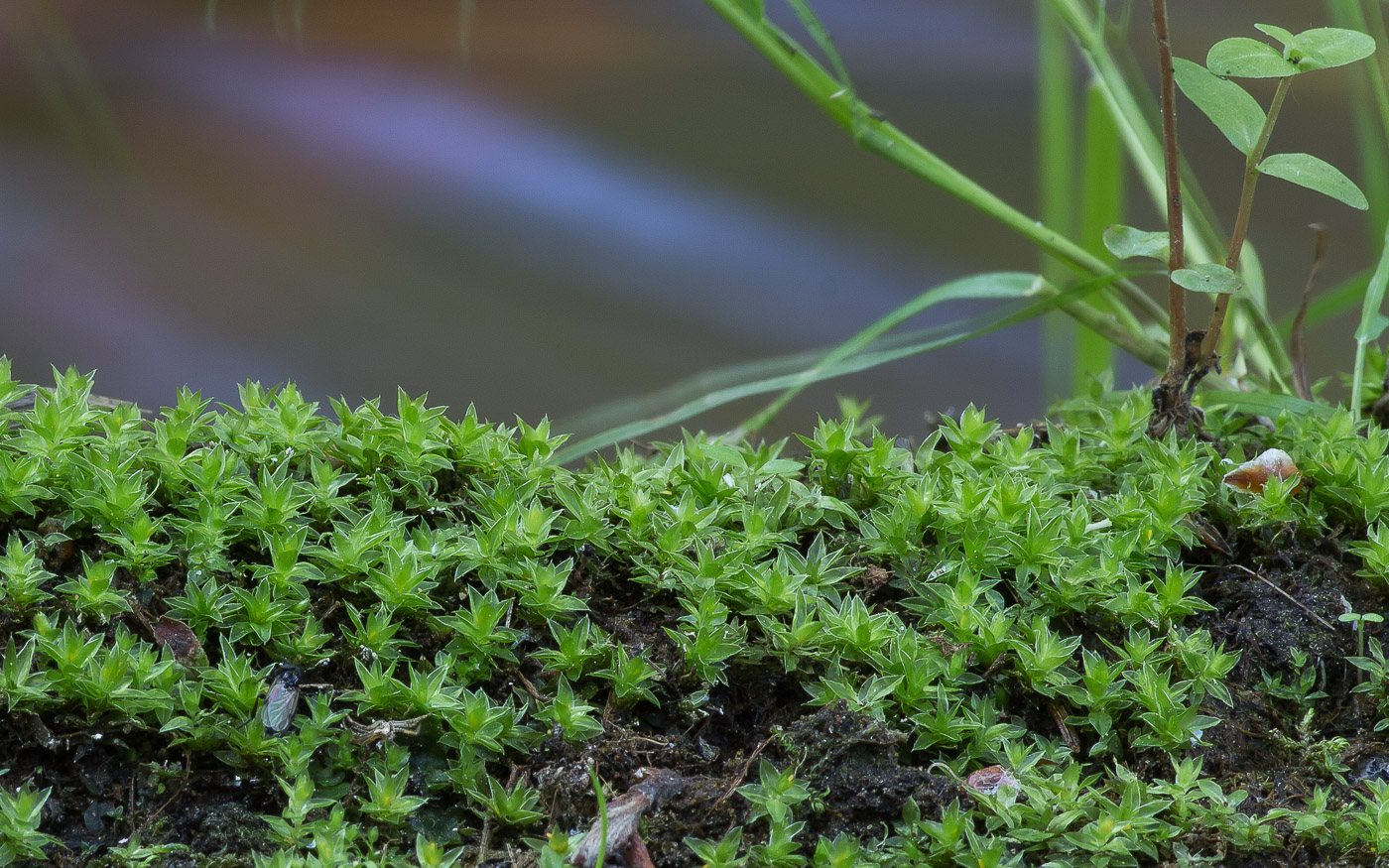 Image of genus Bryum specimen.