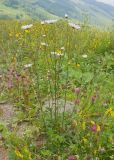 Leucanthemum vulgare. Цветущее растение. Кабардино-Балкария, Черекский р-н, окр. с/п Верхняя Балкария, правый борт долины р. Хашхасу, ≈ 2000 м н.у.м., луг на приречной террасе. 29.07.2024.