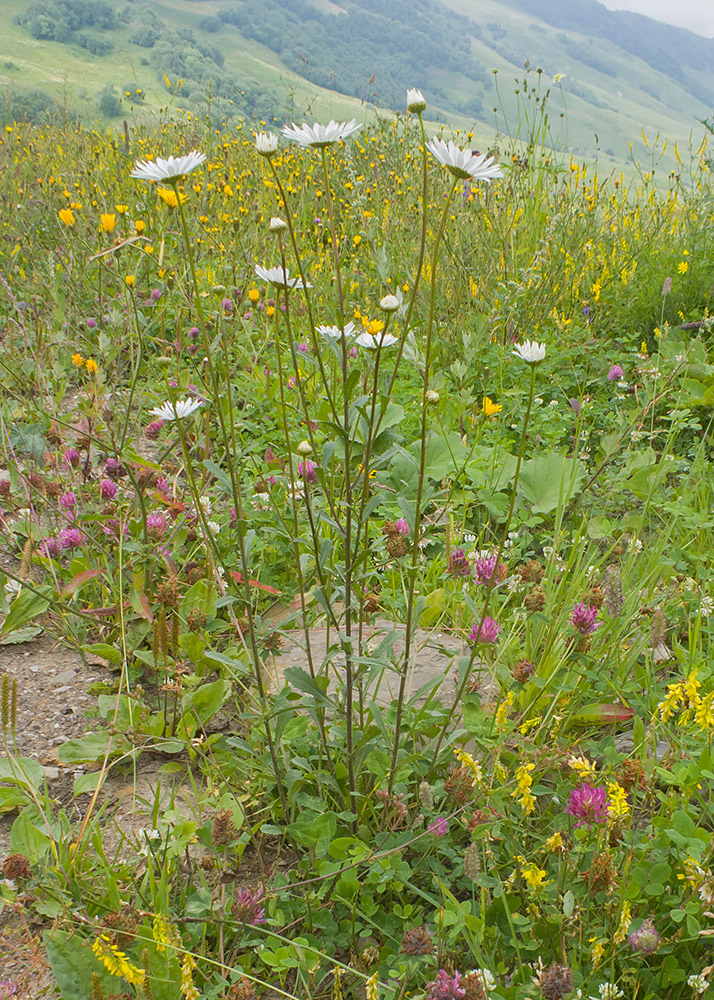 Image of Leucanthemum vulgare specimen.