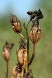 Campanula persicifolia. Зрелый вскрывшийся плод. Беларусь, Витебская обл., окр. пос. Езерище, выкашиваемый суходольный луг. 14.07.2024.