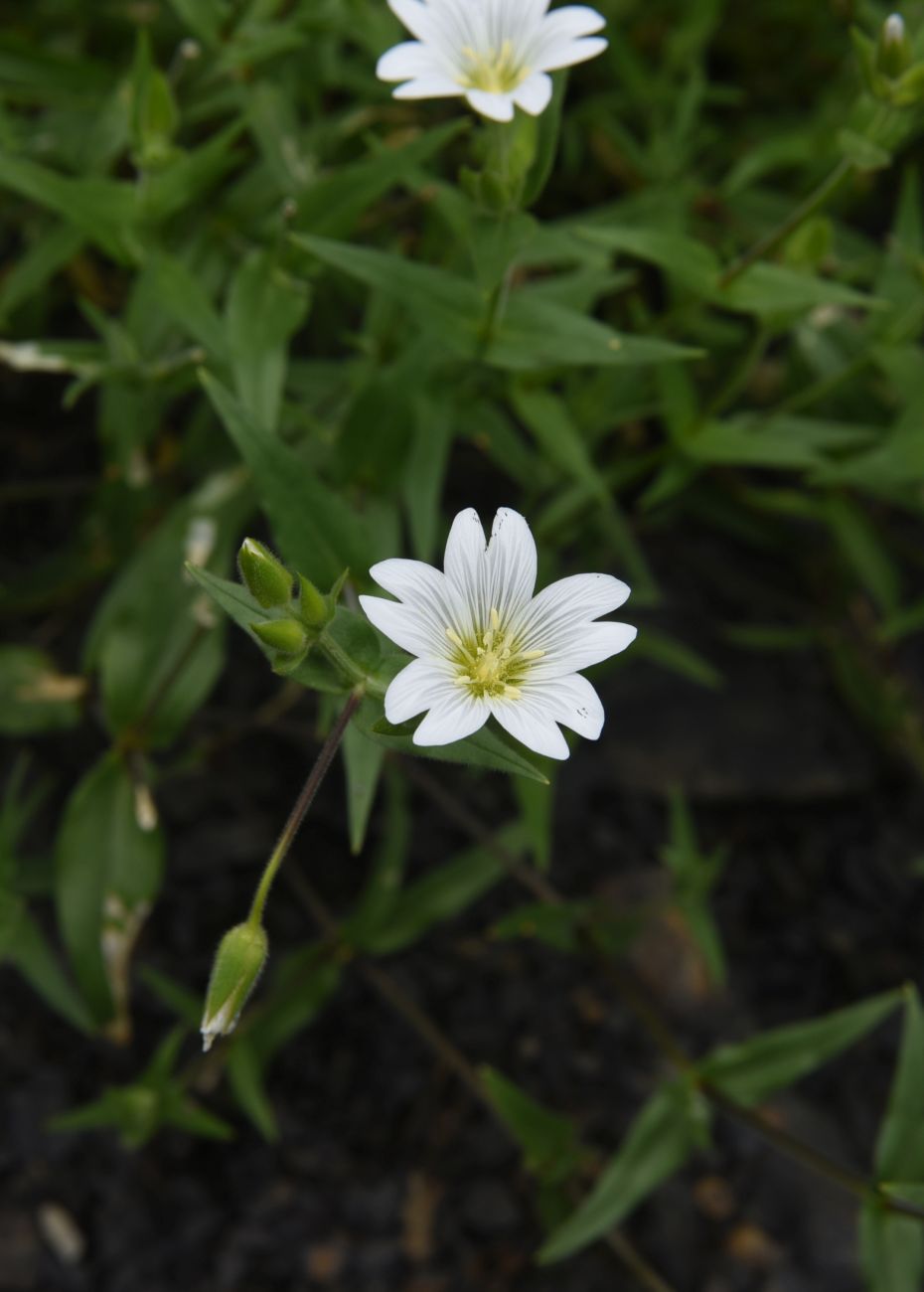 Изображение особи семейство Caryophyllaceae.