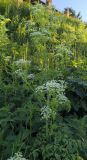 Conium maculatum