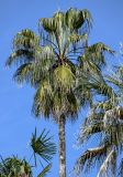 View full-size image Washingtonia filifera