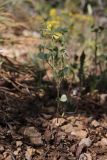 View full-size image Trigonella strangulata