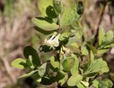 Смотреть изображение Lonicera baltica