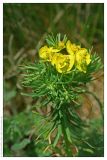 Euphorbia cyparissias. Верхняя часть цветущего растения. Чешская республика, Южная Моравия, национальный природный резерват Děvín-Kotel-Soutěska, 02.05.2008.