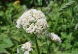View full-size image Valeriana alliariifolia