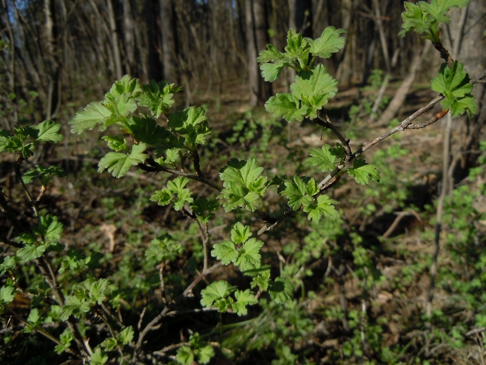 Изображение особи Grossularia uva-crispa.