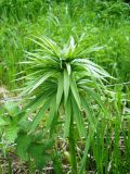 Lilium pilosiusculum