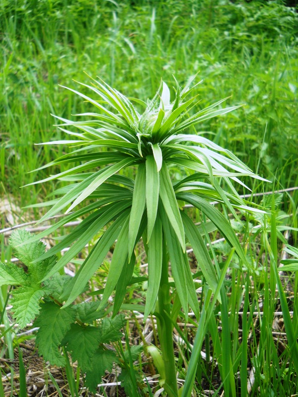 Изображение особи Lilium pilosiusculum.