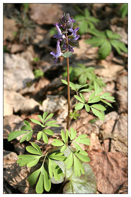 Image of Corydalis solida specimen.