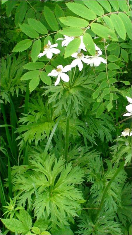 Image of Anemonastrum fasciculatum specimen.