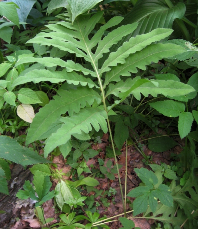 Image of Onoclea sensibilis specimen.