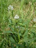 Trigonella caerulea. Верхушка цветущего растения. Ростовская обл., дельта Дона, Подазовье, окр. хутора Узяк. 12 июня 2011 г.