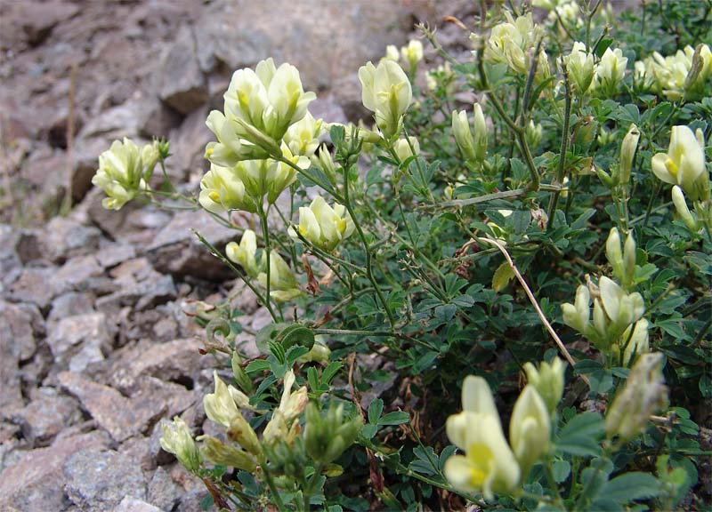 Изображение особи Medicago glutinosa.