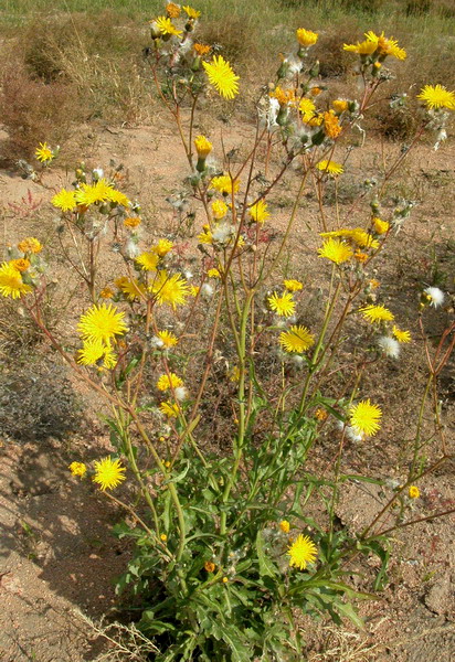 Изображение особи Sonchus arvensis.