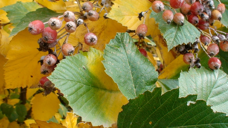 Image of Sorbus hajastana specimen.