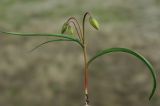 Tulipa scythica