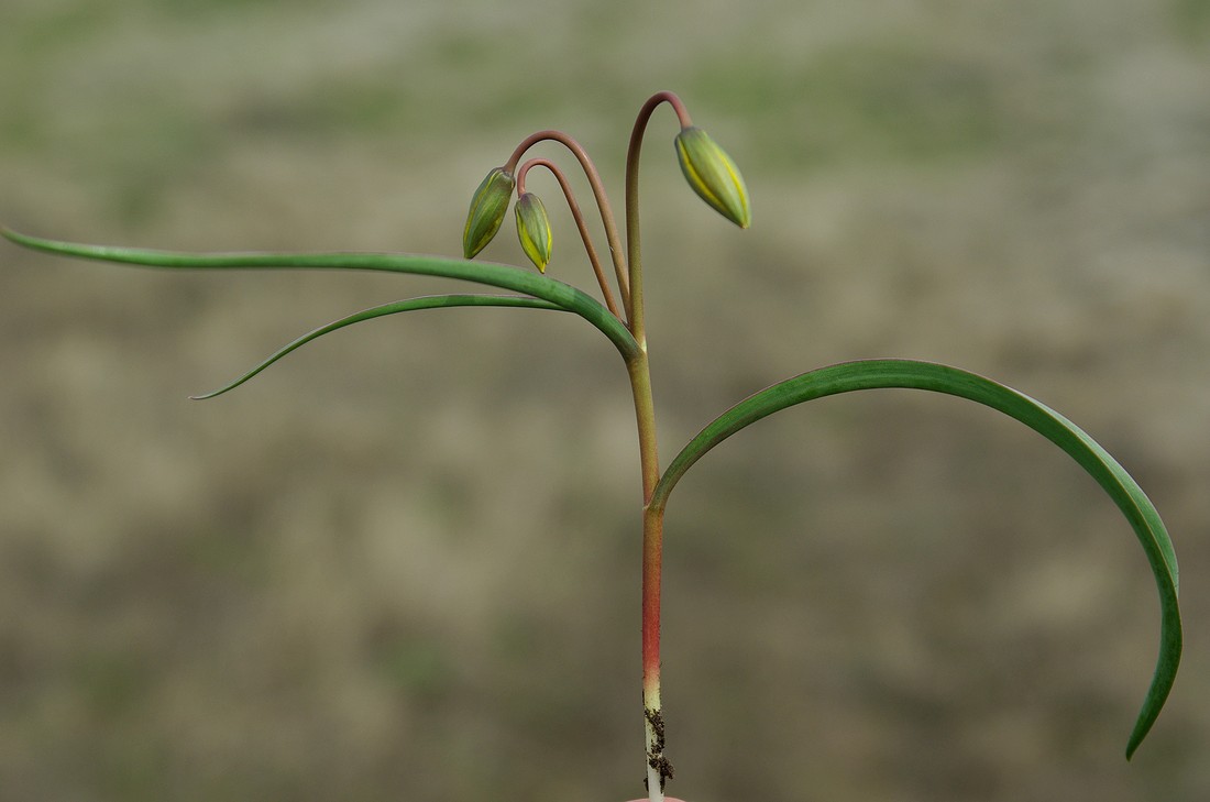 Image of Tulipa scythica specimen.