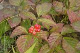 Rubus saxatilis