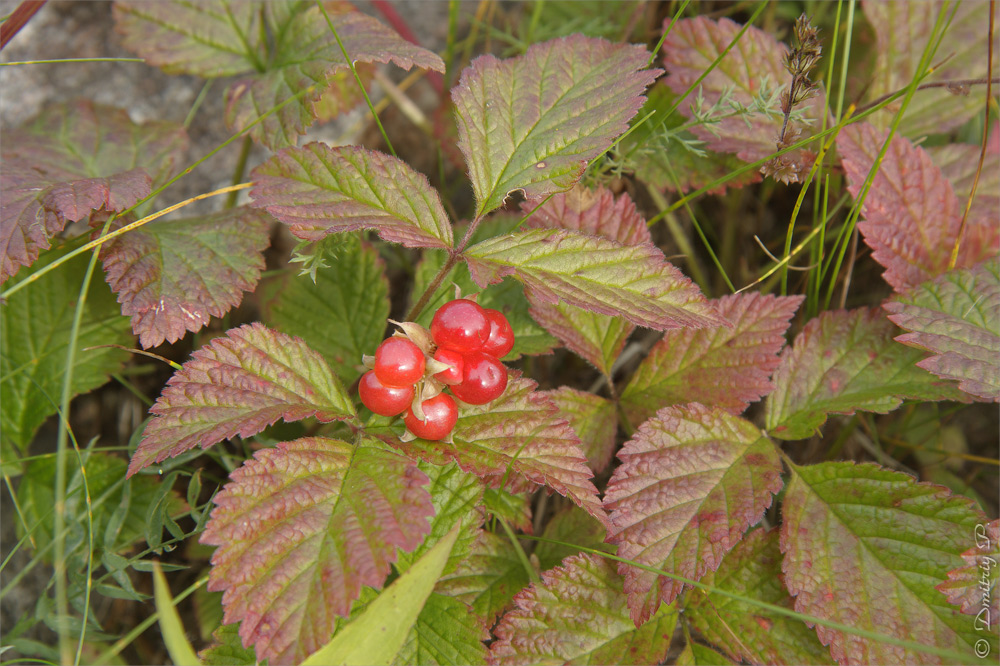 Image of Rubus saxatilis specimen.