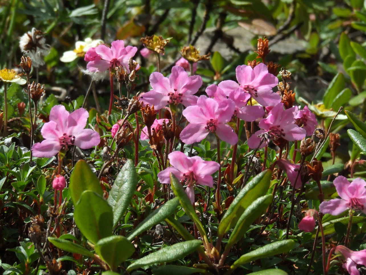 Изображение особи Rhododendron redowskianum.
