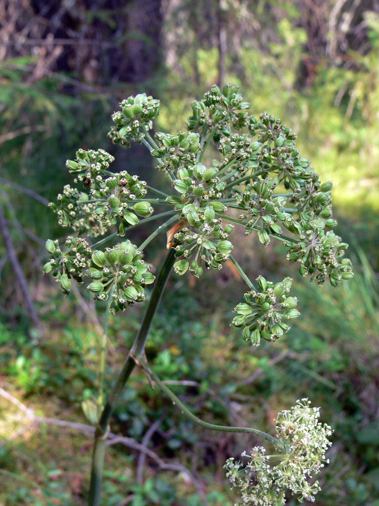 Изображение особи Angelica sylvestris.