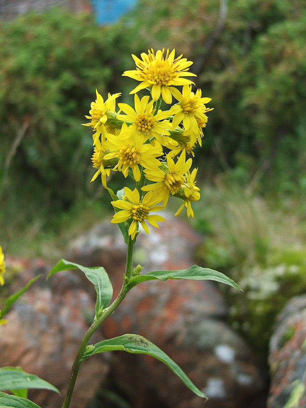 Изображение особи Solidago virgaurea ssp. dahurica.