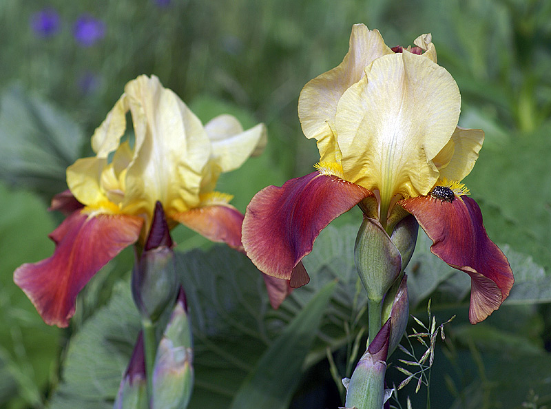 Изображение особи Iris &times; hybrida.