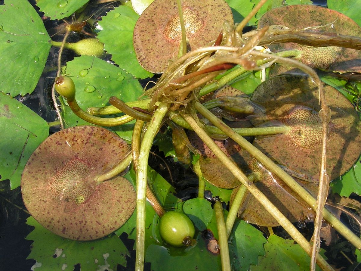 Image of Hydrocharis dubia specimen.